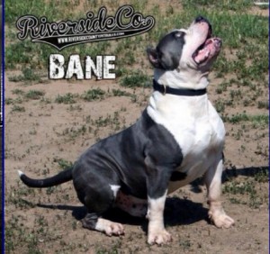 Riversideco Bane